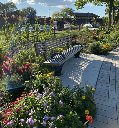 Photograph of bench out in the Teaching Garden, flowers growing on the side, Library visible in the distance