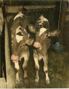 Kramer Cows