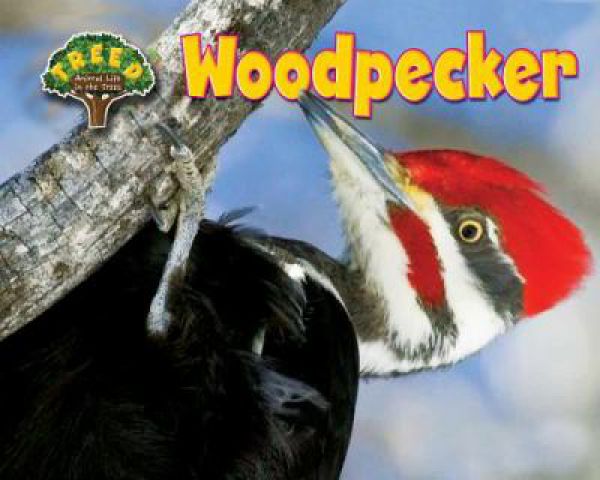 woodpeckerC5F90F28-C229-AC11-7123-E3F2BC7BE964.jpg